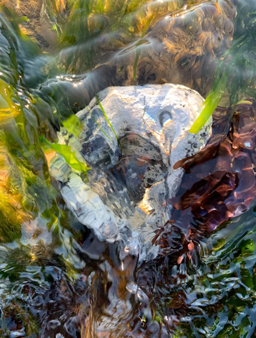 Ocean nature beauty seaside art oyster shell art canvas iridescent colour